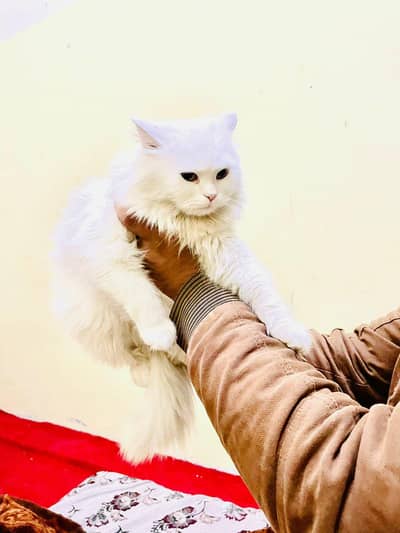 blue eyes cat female (urgent sale)