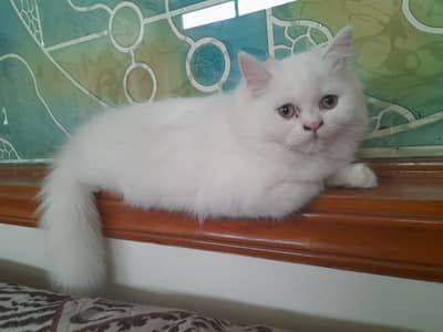 Persian Cat