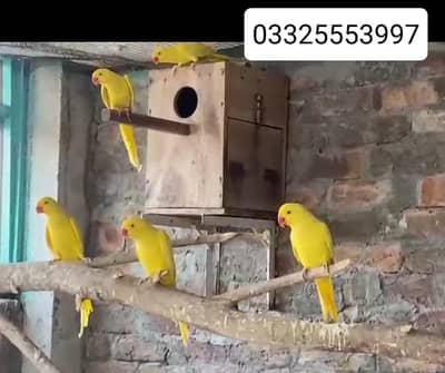 parrots available all ok