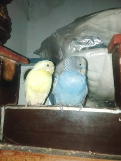 parrots