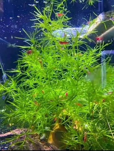 Guppy grass available in bulk
