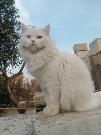Persian cat