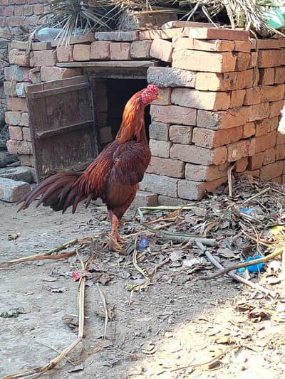 very good quality aseel