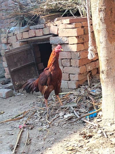 aseel patha good quality