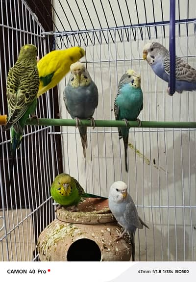 13 Australian parrot+cage for Sell