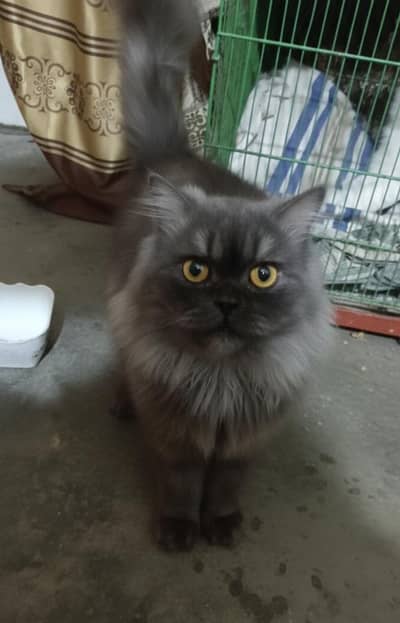 Persian cat for sale