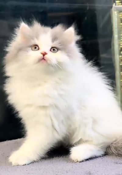 Punch face kitten for sale   WhatsApp, 03126762031