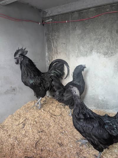 Ayam cemani trio for sale