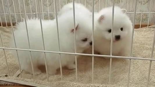 pomeranian helthy and happy puppies dog for sale