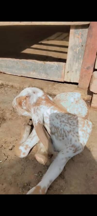 makkhi chini bakri or bakra for sell