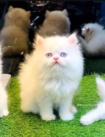 Persian cat Blue eyes vaccinated WhatsApp number03491408599
