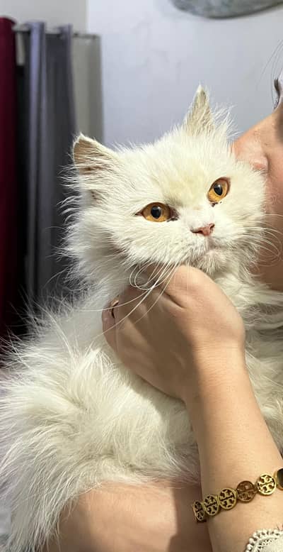 Healthy playful Persian cat fully vaccinated