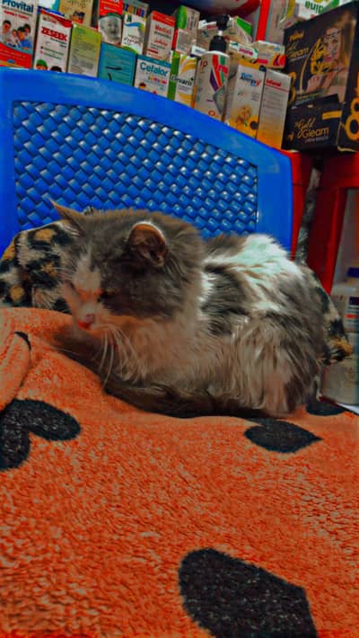 Persian Double cot cat