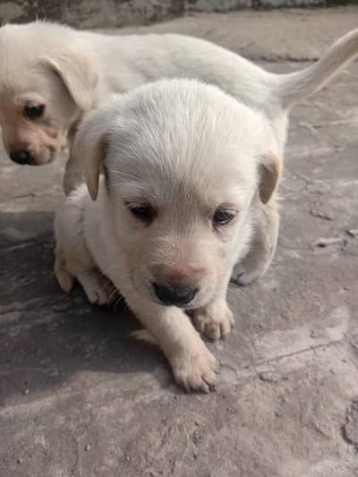 good quality Labrador breed for sale
