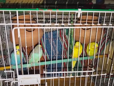 Australian Pair + White Fisher (both breeding pairs) + 2 Cages
