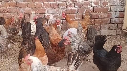 Golden misri Egg laying murgiya  1750