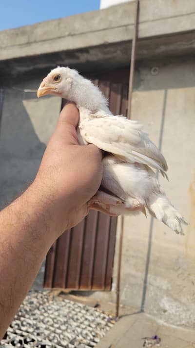 heera chicks/shamo chicks/ white heera chicks/white shamo chicks