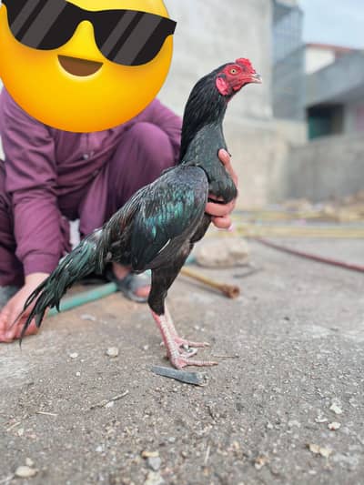 aseel mushka lassni patha for sale