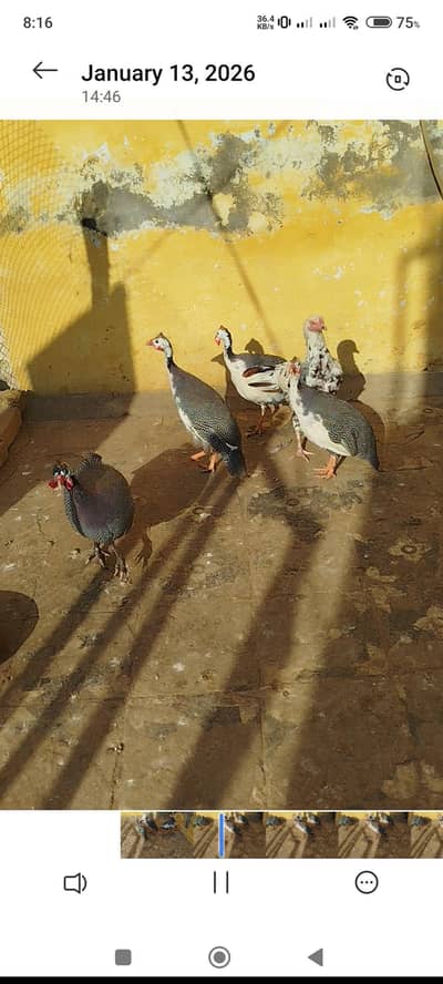 teetri for sale active and healthy