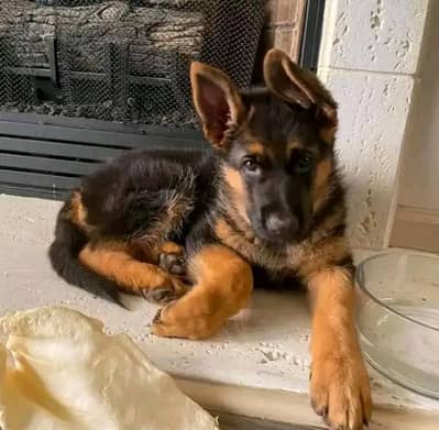 German Shepherd Dog urgent for sale Call My WhatsApp 0341/2721/593