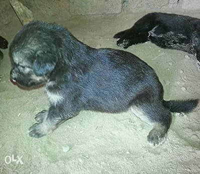 German shepherd puppy