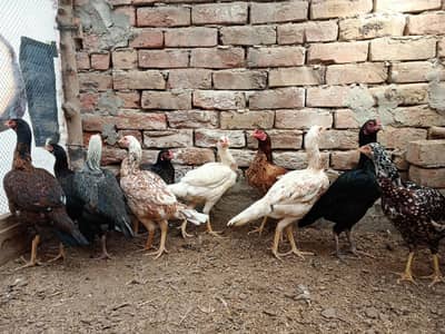 Aseel Egg Laying Hens For Sale