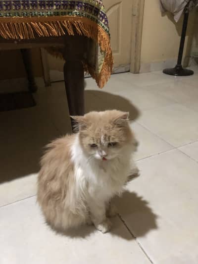 Triple Coated DollFace Persian