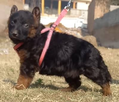 German Shepherd female for sale