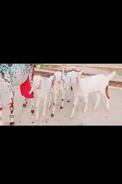 betal Bakri for sale WhatsApp number 0325,4984,056