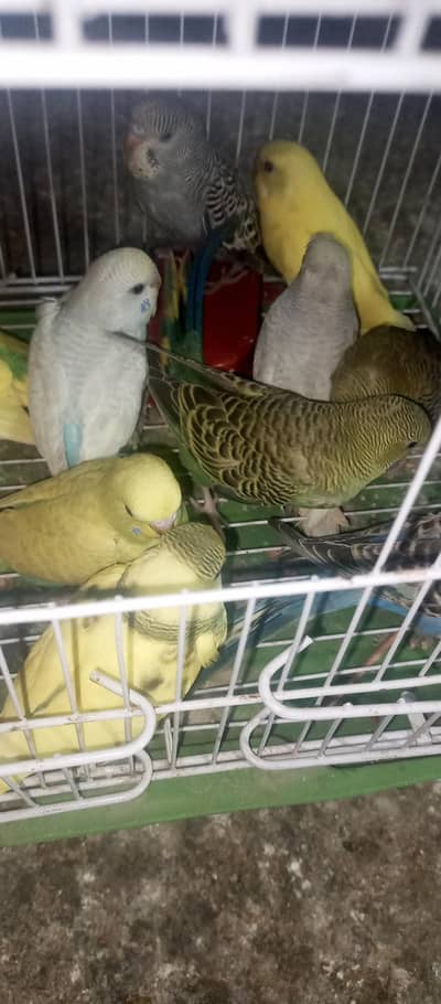 buggies parrots pathy &adults breeder pair sale 03494742946
