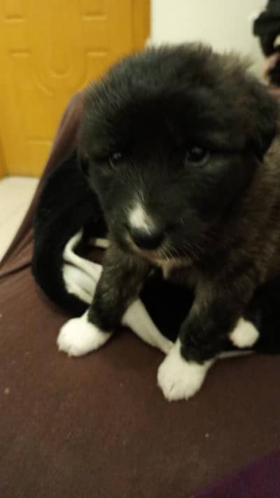 female for sale Karachi