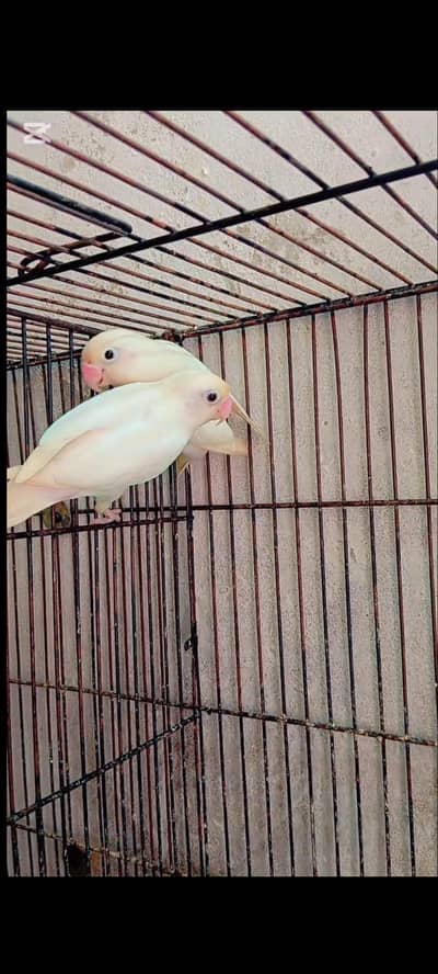 Love birds . Parrots