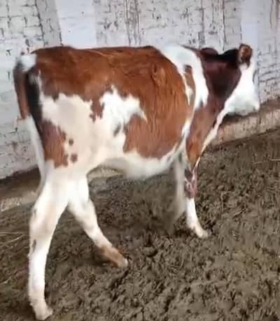 Breed Cows for sale/ Heifers for Sale/ milking buffalo for sale