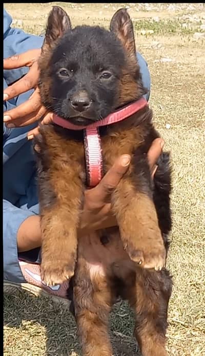 German Shepherd puppies for sale