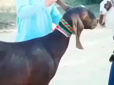 2 Bacchon Ka Sath Desi Bakri For Sale # 03147608930