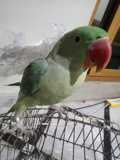 Raw parrot full jumbo size for sale, Age 10 months in learning Stage