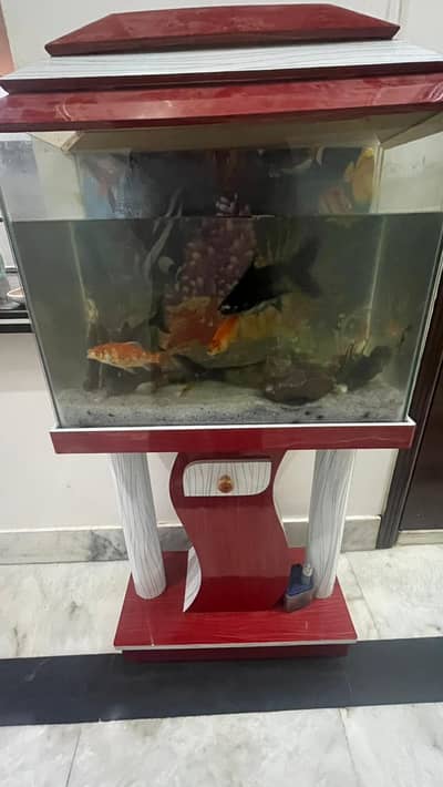 Aquarium with Fish for Sale – Stand Included