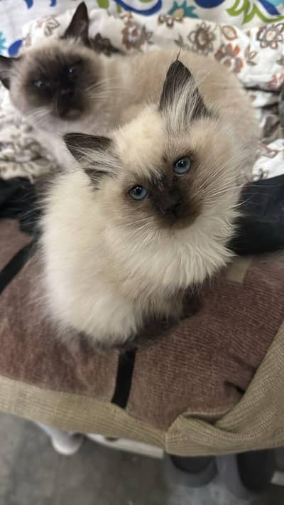 pure Himalayan kittens