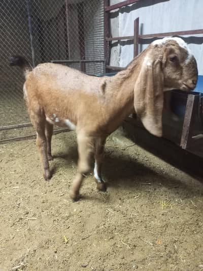 Mekhi Cheni Path available for sale 03455085421