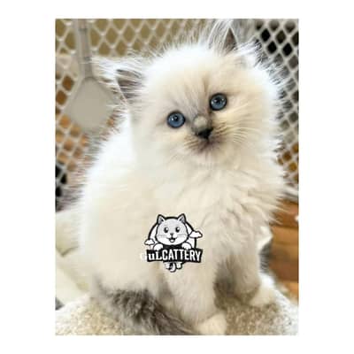 Best Quality persian kitten / CASH ON DELIVERY