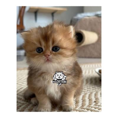 Best Quality persian kitten / CASH ON DELIVERY