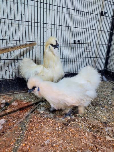White silkie breeder pair