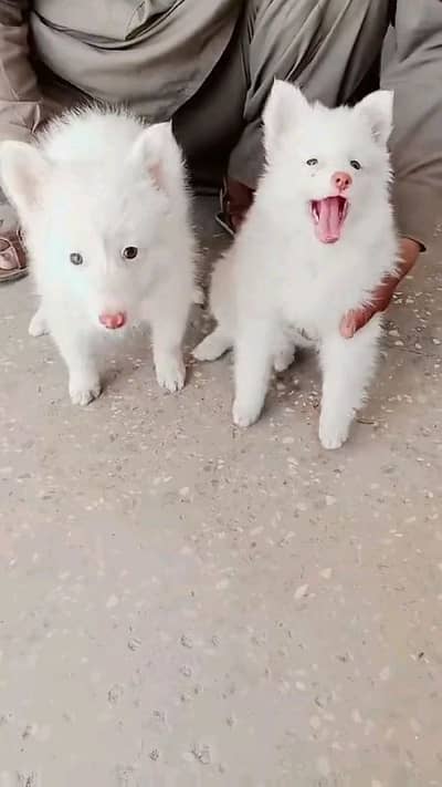 Russian and pomeranian puppies dog for sale