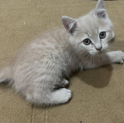 Persian mix kitten