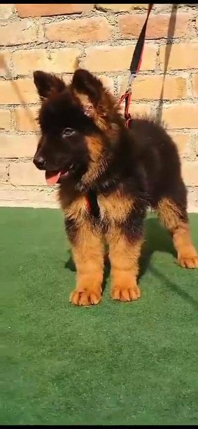 German shepherd male pappy for sale