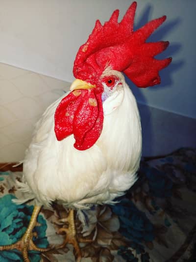 white color age 1 years  hen male