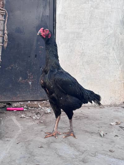 Pure110% Quality shamo king female