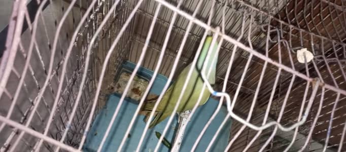 full talking parrot with cage