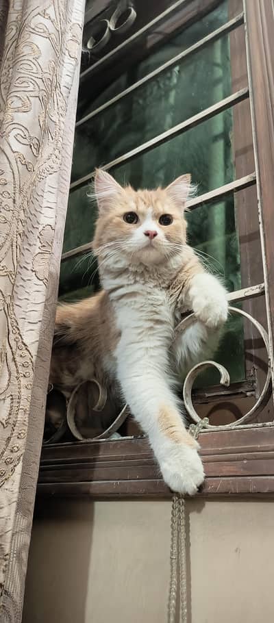 Quality Persian male Cat