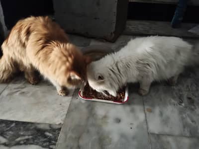 Persian cat for sall